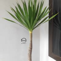 Jual Pandan Bali Terdekat - Harga Murah & Grosir Januari 2025