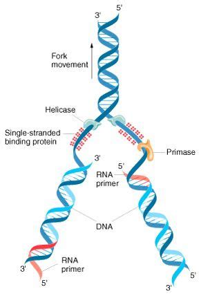 Single-Stranded Binding Protein 的图像结果