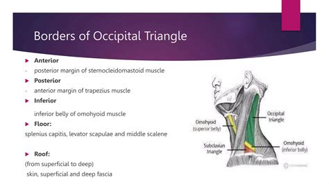 Triangles of Neck.pptx | Thyroid Disorders | Endocrine and Metabolic Diseases