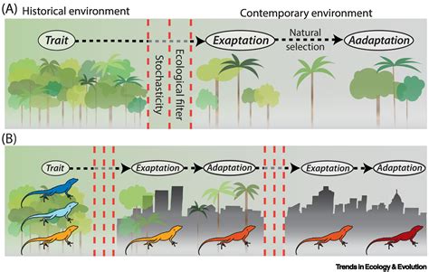 Urban evolutionary ecology brings exaptation back into focus: Trends in Ecology & Evolution