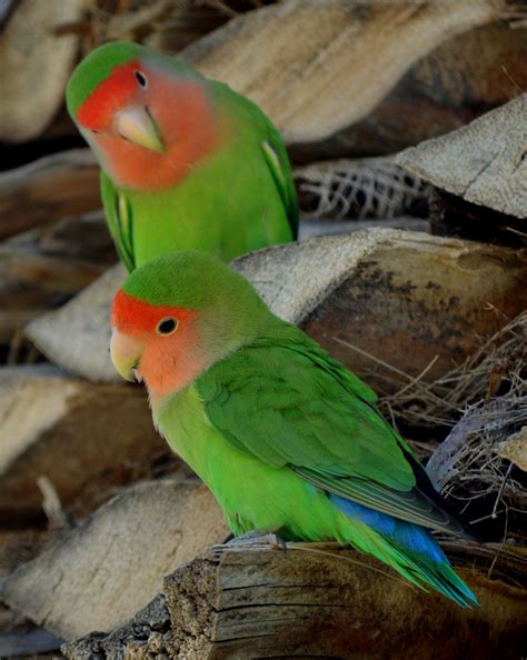 Peach-faced lovebirds (Agapornis roseicollis) at... - Fat Chance
