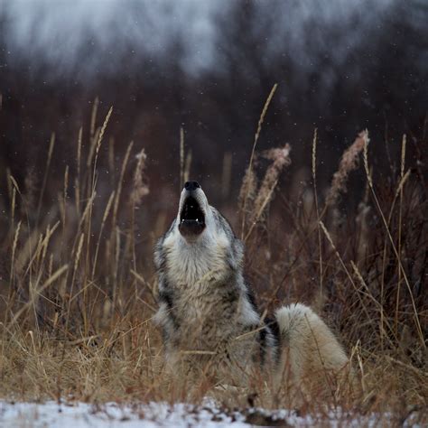 Do Dogs Descended From Bears