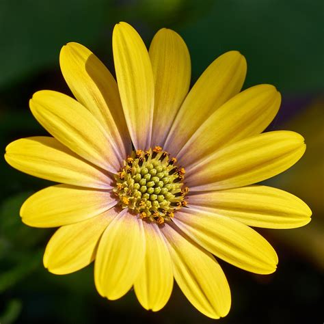 Yellow Daisy Background Pompon Daisy Yellow Flowers Wholesale