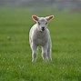 Image result for Pictures of Baby Farm Animals