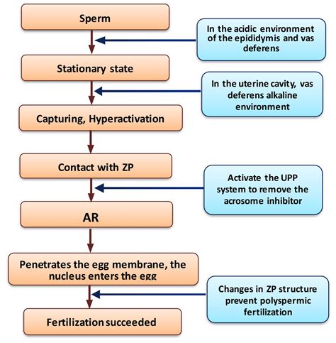 fertilization process explained 的图像结果