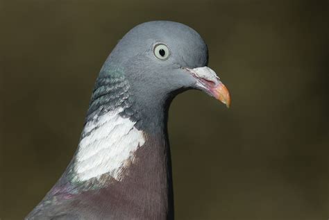 What Sound Does A Pigeon Dove Make at Marvin Wolbert blog