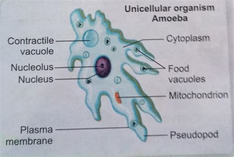Shape of unicelluar organism Amoeba. - Brainly.in