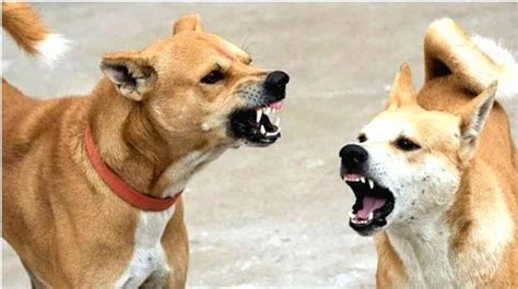 Attacks by stray dogs; 5 and 7 year old siblings meet a tragic end in ...