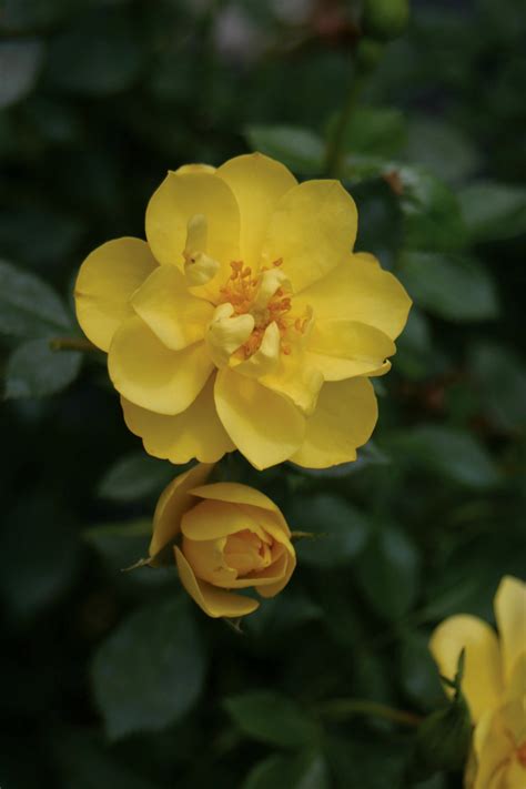 Yellow Rose Bushes Types