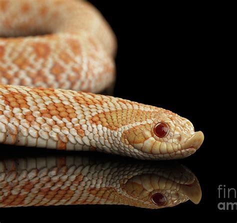 Closeup Pink pastel Albino Western Hognose Snake, Heterodon nasicus ...