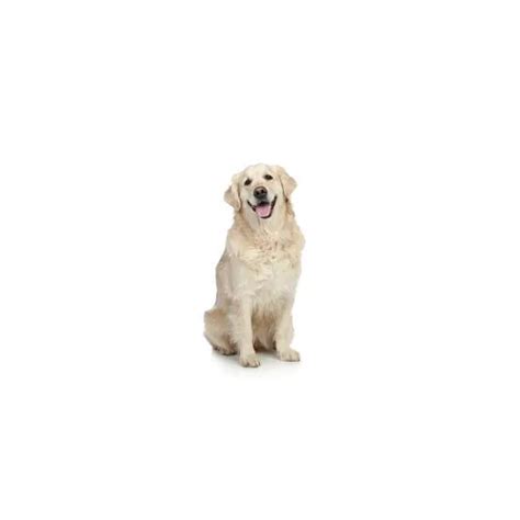 Golden Retriever Dog Lifespan | Pedigree