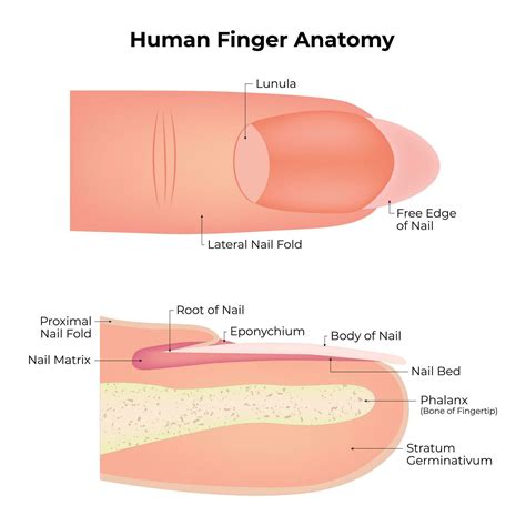 Human FInger Anatomy Science Design Vector Illustration Diagram 36770276 Vector Art at Vecteezy