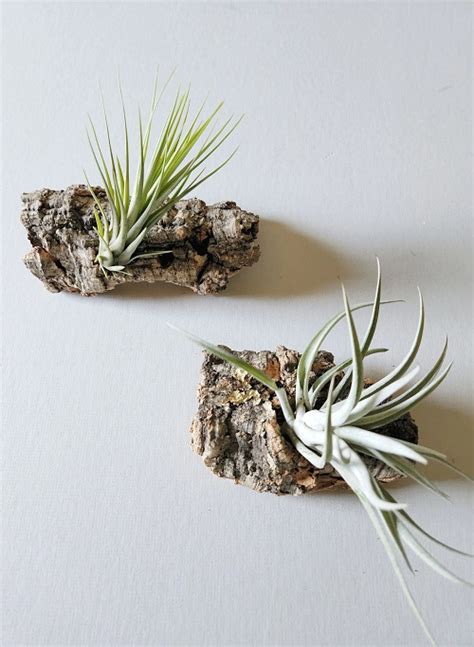 How to Mount Air Plants 的图像结果