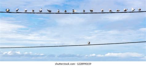 Image result for Bird Training Discrimination Task