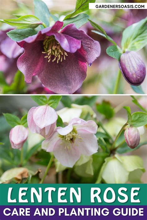 Lenten rose care and planting guide how to grow hellebores – Artofit