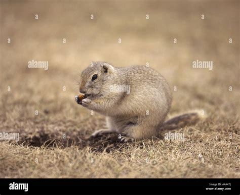Richardsons Ground Squirrel, Richardson's Ground Squirrel (Spermophilus ...