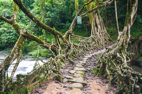 Image result for Tree Root Bridge