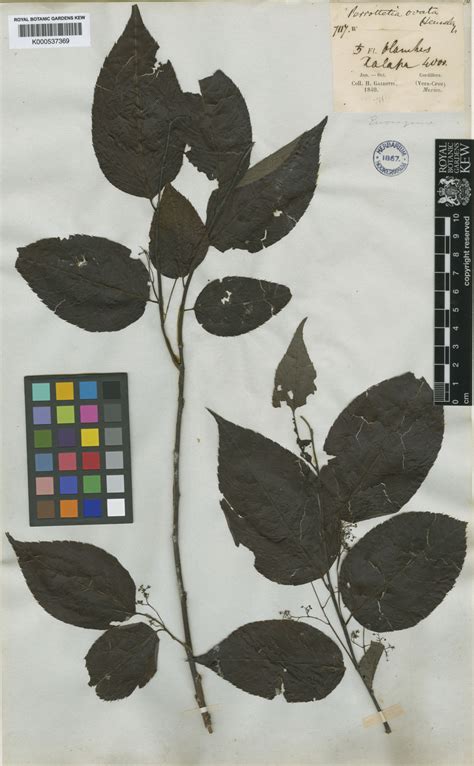 Perrottetia ovata Hemsl. | Plants of the World Online | Kew Science