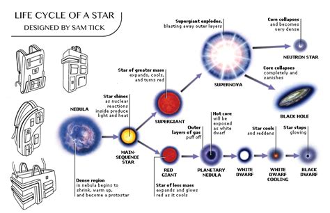 Brittle Stars Life Cycle at Aaron Battye blog