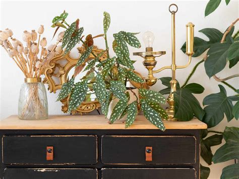 The 40 Most Popular House Plants for Your Home