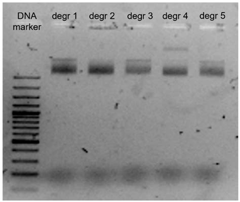 Improved Degradome Sequencing Protocol via Reagent Recycling from ...