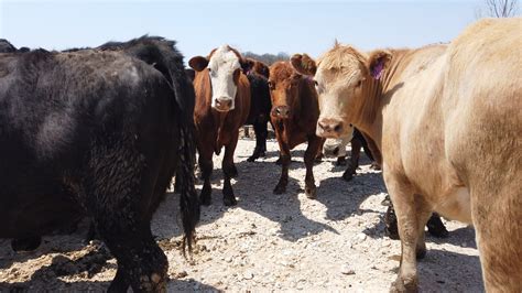 About — Evans Family Ranch