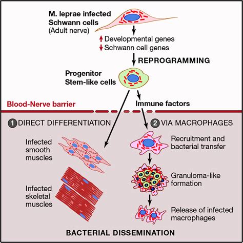 Reprogramming Adult Schwann Cells to Stem Cell-like Cells by Leprosy ...