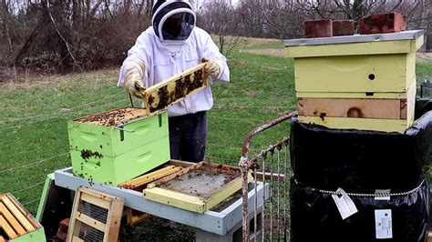 Image result for Spring Beekeeping