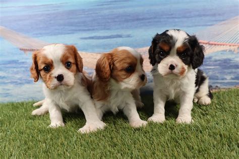 Cavalier King puppy available at Puppy ZOO