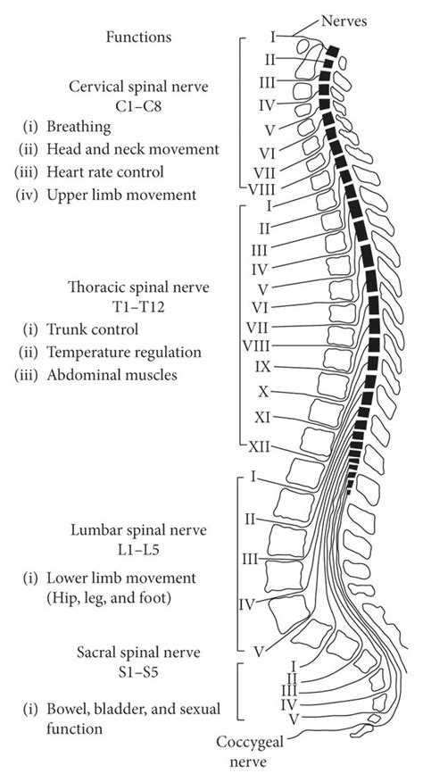 Image result for Spinal Cord Structure and Function