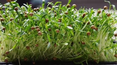 How To Get From Seeds To Cilantro Sprouts: All The Answers And More