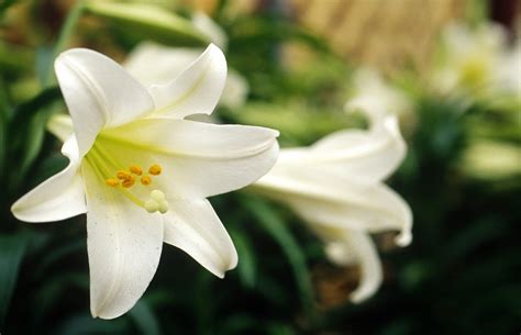 Are Easter Lilies Poisonous To Cats And Dogs