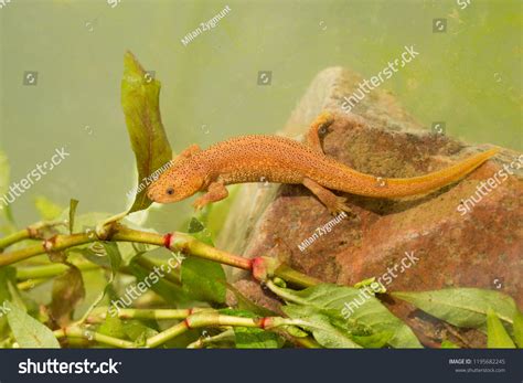 Iberian Ribbed Newt Spanish Ribbed Newt Stock Photo 1195682245 ...