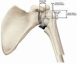 Reverse Shoulder Arthroplasty Biomechanics