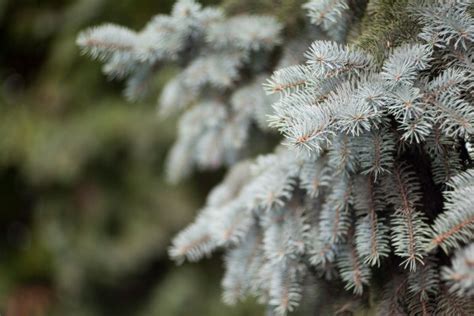 Image result for Spruce Tree Pruning