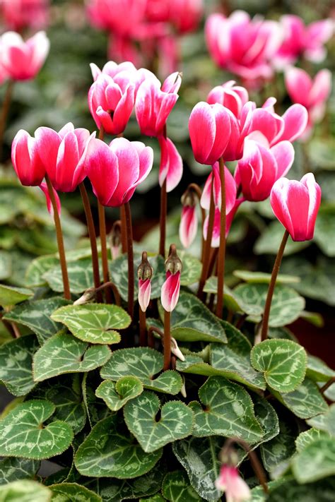 Winter Flowers And Plants