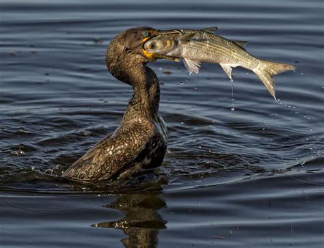 What Fish Eat Mullet: The Ultimate Predator Guide