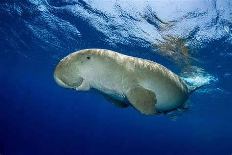 Dugong Natural Habitat: Where They Swim And Live