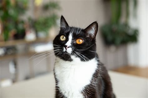 Tuxedo Cat A Breed