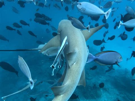 Nurse Shark - DivePoint Maldives