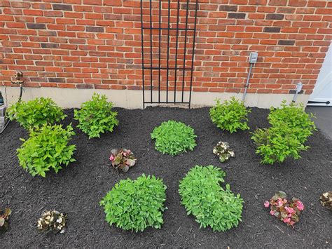 How to Mulch Beds 的图像结果