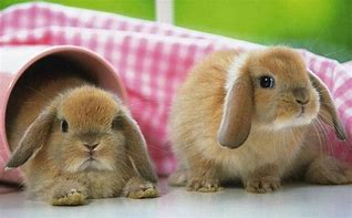 Image result for Spring Bunnies Desktop