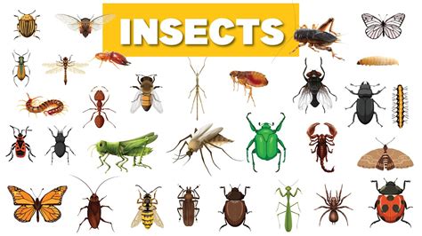 How Insects Fly 的图像结果