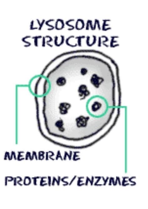 Why are lysosomes known as sucide bag of a cell - Brainly.in