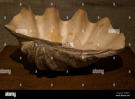 Image result for Snail Shell Fossil