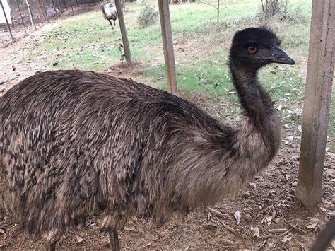 AAMBAGAN THE RIVERSIDE TREEHOUSE (Arambag) - Lodge Reviews & Photos ...