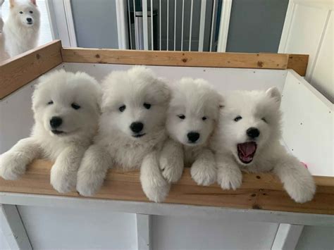 Samoyed Puppies For Sale In Tennessee