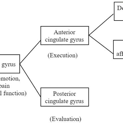 Cingulate Gyrus Function 的图像结果