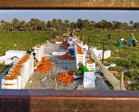 JADCO, EGG ink MoU on development of agriculture in Saudi Arabia - TRENDS MENA