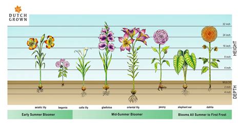 DutchGrown Guide to planting Spring-planted, Summer-blooming bulbs